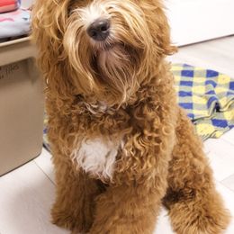 Australian Labradoodle All Grown Up from Lazy Mountain Labradoodles