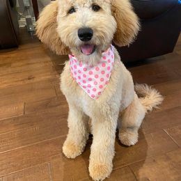 Aussiedoodle and Goldendoodle All Grown Up from Ozark Mountain Doodles & Pugs