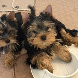 Mia - Blue and gold female Yorkshire Terrier puppy in Portland, Oregon from Bohemian Beauty Yorkshire Terrier