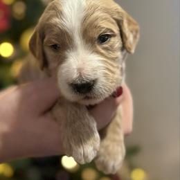 Rudolf - Parti male Goldendoodle puppy in Howard City, Michigan from Doodles and Chaos