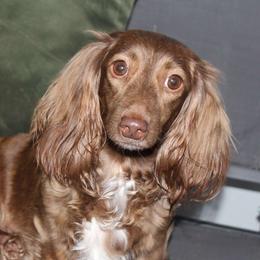 Persimmon - Dachshund