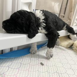 Poodle Puppies from Apricity Poodles