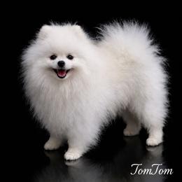 TomTom - Pomeranian