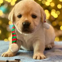 Grey Collar - Yellow male Labrador Retriever puppy in Ocala, Florida from SoFlo Labradors