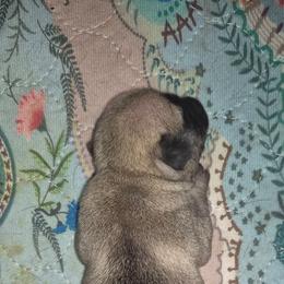 Boy 1 - Fawn male Pug puppy in Fitzwilliam, New Hampshire from Kayla's Pugs