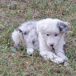 Kimi - Blue merle female Australian Shepherd puppy in Clinton, Missouri from RockyTop Hearts