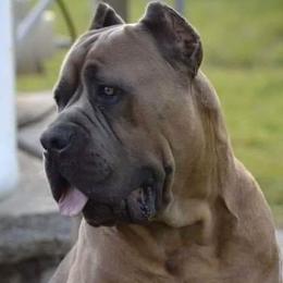 Armor - Cane Corso