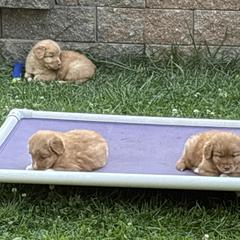 Boerboel and Nova Scotia Duck Tolling Retriever Puppies from Voyageur Kennels