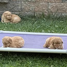 Boerboel and Nova Scotia Duck Tolling Retriever Puppies from Voyageur Kennels