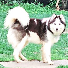 Cookie - Siberian Husky