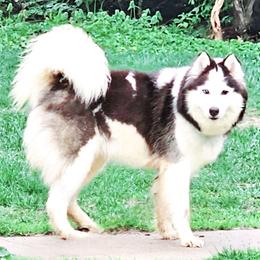 Cookie - Siberian Husky