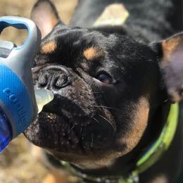 French Bulldogs from French Bulldog Kisses