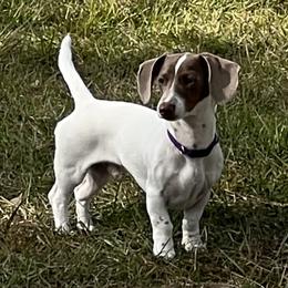 Yeti - Dachshund
