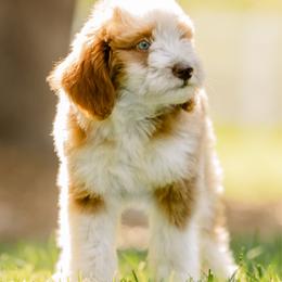 Jasper - Yellow and white male Bernedoodle puppy in Temecula, California from Country Hills Doodles