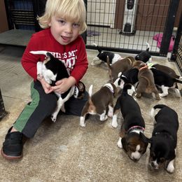 Beagle Puppies from Hales Little Beagle Haven