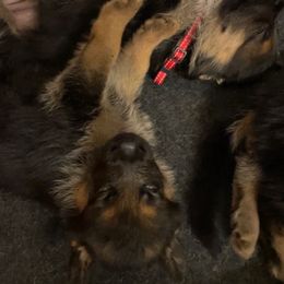 German Shepherd Puppies from Hidden Brook GSD