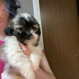 Cindy - Black and white female Shih Tzu puppy in Double Springs, Alabama from Little Friends Kennel and southern Shih Tzus