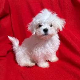 Duke-Read ALL information - White male Maltese puppy in Asheville, North Carolina from TCBs Glowing Maltese