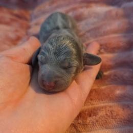 Blue and tan girl 2 smaller - Blue and tan female Dachshund puppy in West Plains, Missouri from Spring Creek Dachshunds