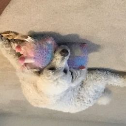 Poodle All Grown Up from Morris Prancing Poodles