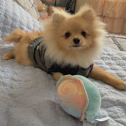 Pomeranian Puppies from Highlander Pomeranians