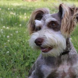 Miniature Schnauzers from ROYAL PUPS - THRONEBERRY FAMILY FARMS