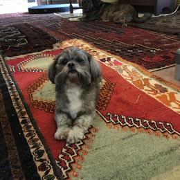 Arya - Lhasa Apso