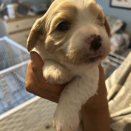 Ella - Blenheim female Cavachon puppy in Ellenville, New York from Lindy’s Cavachons