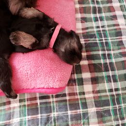 Miniature Schnauzer Puppies from Starbound Miniture Schnauzer's