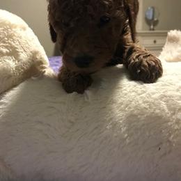 Goldendoodle Puppies from Da Ruba Doodles
