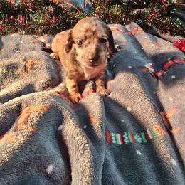 Cookie - Dapple female Dachshund puppy in Cardington, Ohio from A & J Miniature Dachshunds & Bulldogs