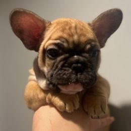 French Bulldogs from Alpha Coast Kennels