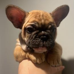 French Bulldogs from Alpha Coast Kennels