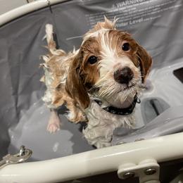 Goldendoodle Puppies from Comfort & Cuddle Co