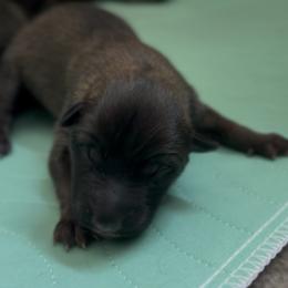 Chunky dark mask female - Fawn sable female Belgian Malinois puppy in Dallas, Texas from RoyalHaus Malinois