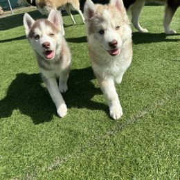 Siberian Husky Puppies from Young Orchard Siberians