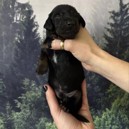 Orange Boy - Black and tan male Dachshund puppy in Medina County, Ohio from Wilderness Weenies