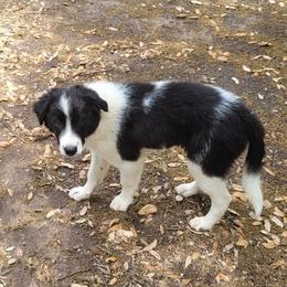 Marble 2500 - Blue merle male Border Collie puppy in Morgan, Texas from Shooting Star Ranch
