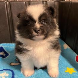 Ralf - Tri-colored male Pomeranian puppy in Jefferson City, Missouri from MJ’s Pomeranians