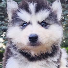 Hiro - Black and white male Siberian Husky puppy in Woodlawn, Virginia from Delta Huskies