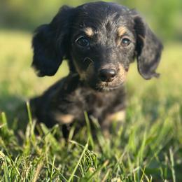 Oreo - Black and cream female Dachshund puppy in Wytheville, Virginia from Weenie Haven