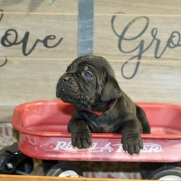 Rosso Rak Zorro - Black Cane Corso puppy in Lakewood, Colorado from Rosso Räk Kennels