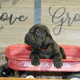 Rosso Rak Zorro - Black Cane Corso puppy in Lakewood, Colorado from Rosso Räk Kennels