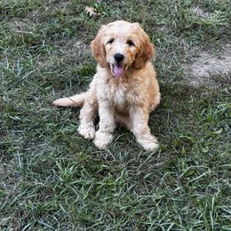 Goldendoodle Puppies from Dani’s Doodles