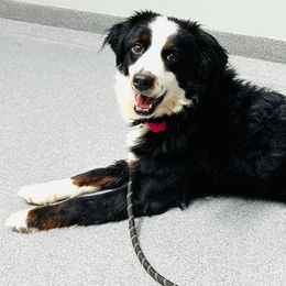 Aspen - Bernedoodle