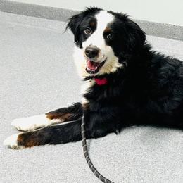 Aspen - Bernedoodle