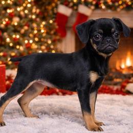 Brussels Griffons from Brussels Griffons of Kingsley