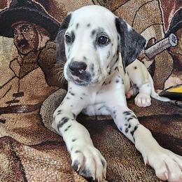 NAVY - White and black Dalmatian puppy in Adamstown, Maryland from Sprinkled with Hearts Dalmatians
