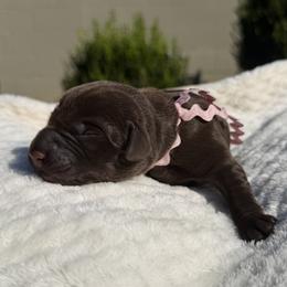 Pink - Chocolate female Labrador Retriever puppy in Gainesville, Georgia from Rucker Retrievers
