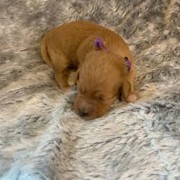 Lark - Apricot female Goldendoodle puppy in Haddam, Kansas from Golden B Acres